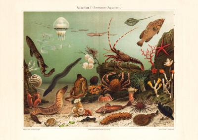 Aquarium I. Seewasser historischer Druck Chromolithographie ca. 1902