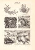 Ameisen III. + Ameisenpflanzen historischer Druck Holzstich ca. 1902