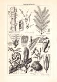Ameisen III. + Ameisenpflanzen historischer Druck Holzstich ca. 1902