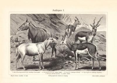 Antilopen I. - II. historischer Druck Holzstich ca. 1902