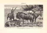 Antilopen I. - II. historischer Druck Holzstich ca. 1902