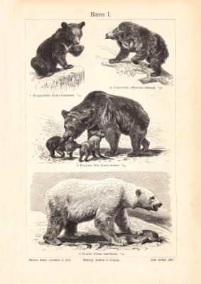 Bären I. - II. historischer Druck Holzstich ca. 1902