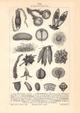 Eier von Fischen und niederen Tieren historischer Druck Holzstich ca. 1903