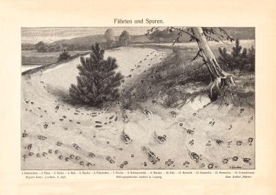 F&auml;hrten und Spuren historischer Druck Holzstich ca. 1904