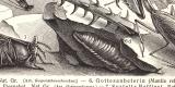 Geradfl&uuml;gler I. - II. historischer Druck Holzstich ca. 1904