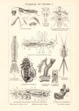 Körperteile der Insekten I. - II. historischer Druck Holzstich ca. 1905