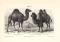 Kamele I. - II. historischer Druck Holzstich ca. 1905