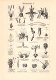 Blütenformen I. - II. historischer Druck Holzstich ca. 1903