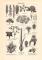 Blütenbestäubung + Blütenstände historischer Druck Holzstich ca. 1903