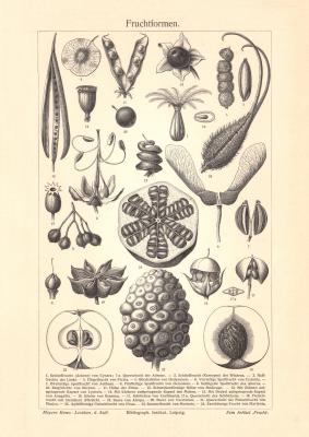 Fruchtformen historischer Druck Holzstich ca. 1904