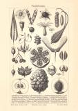 Fruchtformen historischer Druck Holzstich ca. 1904