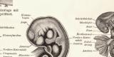 Embryo I. - II. historischer Druck Holzstich ca. 1903