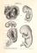 Embryo I. - II. historischer Druck Holzstich ca. 1903