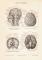 Gehirn des Menschen historischer Druck Holzstich ca. 1904