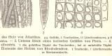 Bau des Holzes historischer Druck Holzstich ca. 1905
