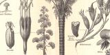 Faserpflanzen I. historischer Druck Holzstich ca. 1904