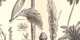 Fett und &Ouml;l liefernde Pflanzen historischer Druck Holzstich ca. 1904