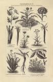 Gemüsepflanzen I. - II. historischer Druck Holzstich ca. 1904