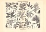 Gerbmaterialien liefernde Pflanzen historischer Druck Holzstich ca. 1904