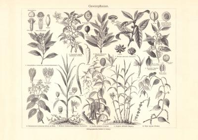 Gew&uuml;rzpflanzen historischer Druck Holzstich ca. 1904