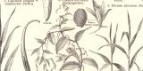 Gew&uuml;rzpflanzen historischer Druck Holzstich ca. 1904