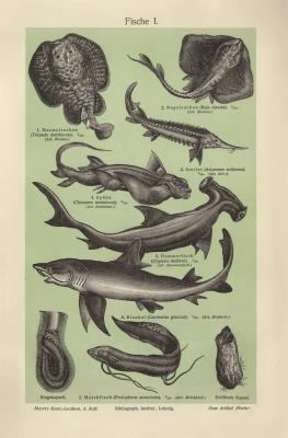 Fische I. - II. historischer Druck Lithographie ca. 1904