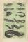 Fische I. - II. historischer Druck Lithographie ca. 1904