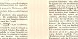 Schädel des Menschen I. - III. historischer Buchdruck ca. 1907