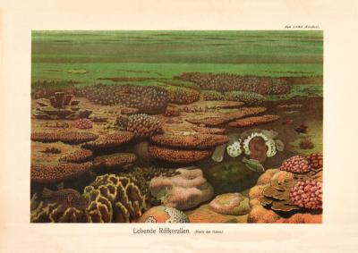 Lebende Riffkorallen historischer Druck Chromolithographie ca. 1905