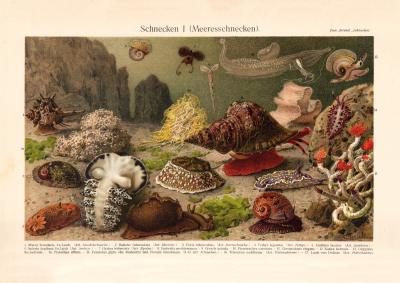 Schnecken I. Meeresschnecken historischer Druck Chromolithographie ca. 1907