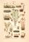 Moose I. historischer Druck Chromolithographie ca. 1906