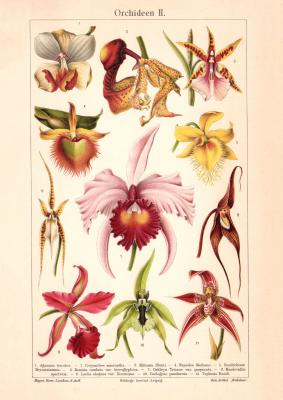 Orchideen II. historischer Druck Chromolithographie ca. 1906