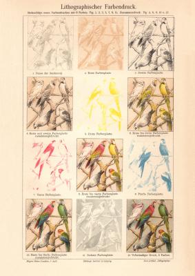 Lithographischer Farbendruck historischer Druck Chromolithographie ca. 1905