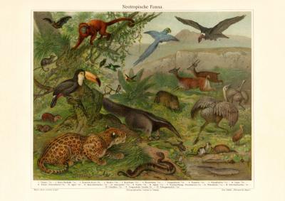 Neotropische Fauna historischer Druck Chromolithographie ca. 1906