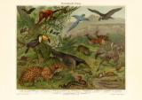 Neotropische Fauna historischer Druck Chromolithographie ca. 1906