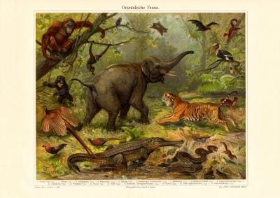 Orientalische Fauna historischer Druck Chromolithographie ca. 1906