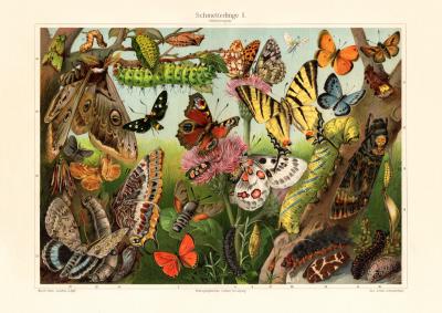 Schmetterlinge I. Mitteleurop&auml;er historischer Druck Chromolithographie ca. 1907