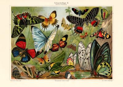 Schmetterlinge II.  Exotische historischer Druck Chromolithographie ca. 1907