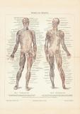 Muskeln des Menschen historischer Druck Chromolithographie ca. 1906