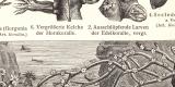 Korallen I. - II. historischer Druck Holzstich ca. 1905