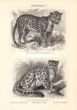 Pantherkatzen I. - II. historischer Druck Holzstich ca. 1906