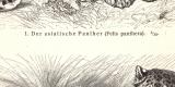 Pantherkatzen I. - II. historischer Druck Holzstich ca. 1906