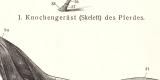 Pferd I. - II. historischer Druck Holzstich ca. 1906