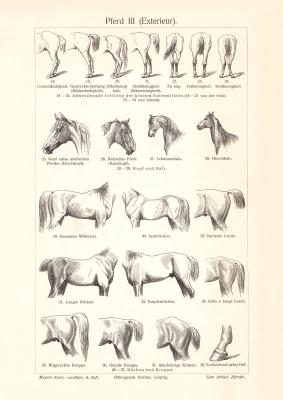 Pferd III. - IV. historischer Druck Holzstich ca. 1906