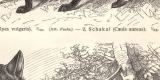 Raubtiere III. - IV. historischer Druck Holzstich ca. 1907