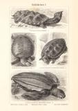 Schildkröten I. - II. historischer Druck Holzstich...