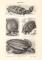 Schildkröten I. - II. historischer Druck Holzstich ca. 1907