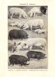 Schweine I. - II. historischer Druck Holzstich ca. 1907