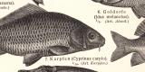 Teichfischerei historischer Druck Holzstich ca. 1908