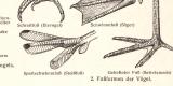Körperteile der Vögel historischer Druck Holzstich ca. 1908